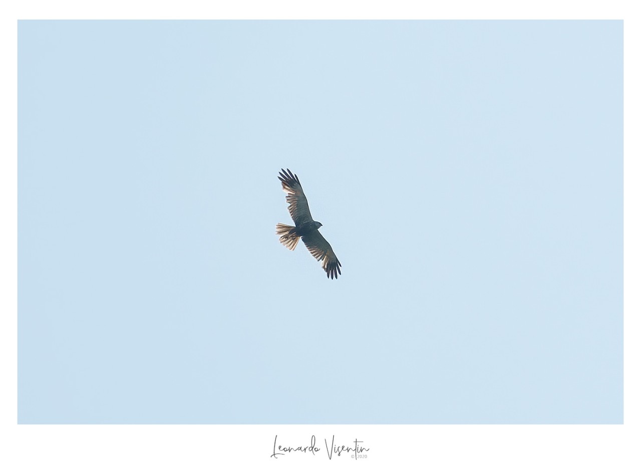 Falco di palude