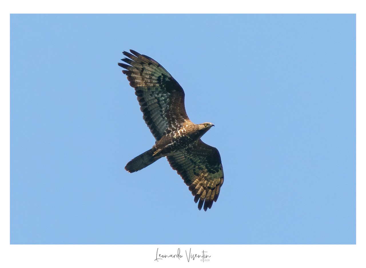 Falco pecchiaiolo