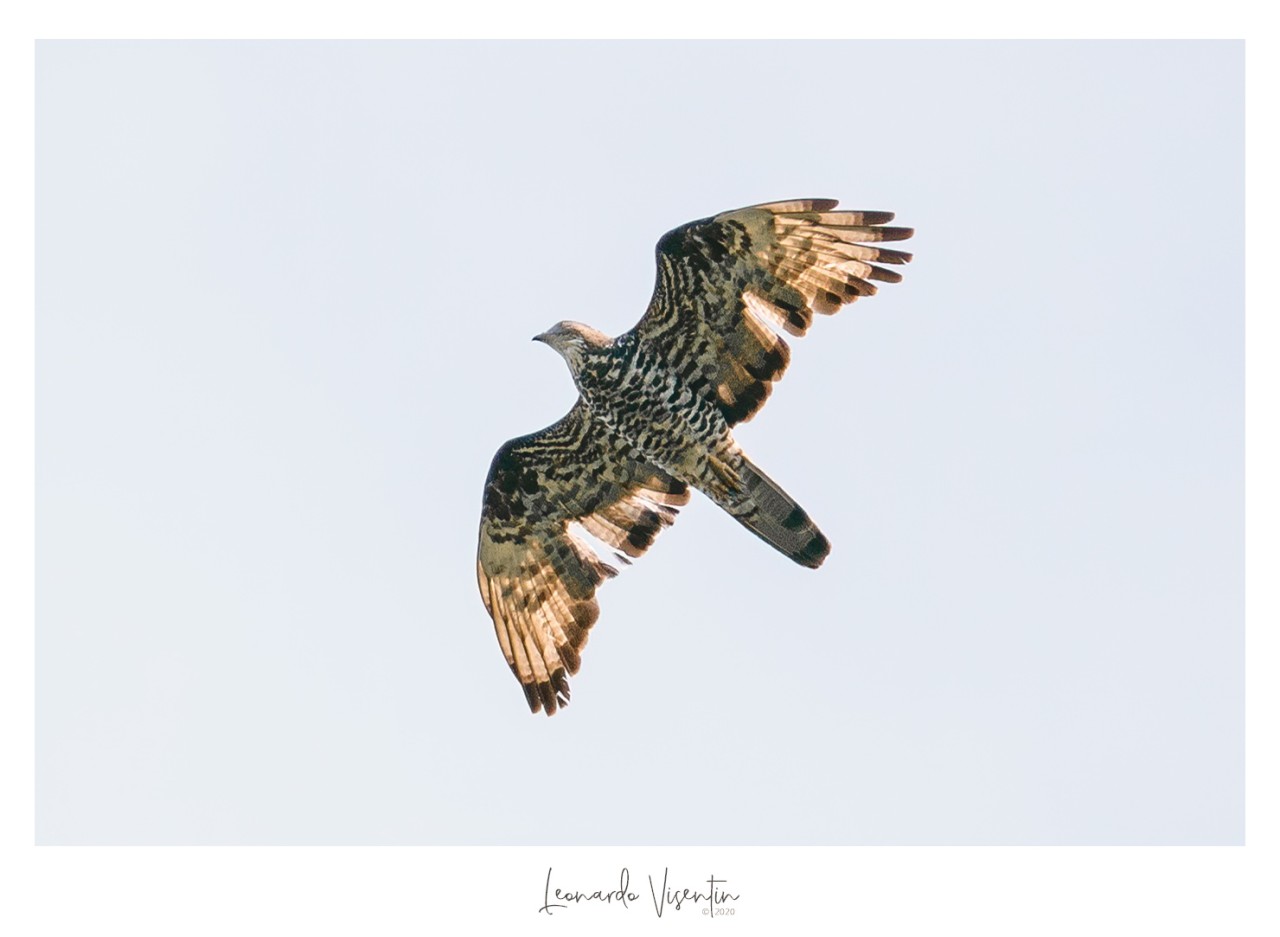 Falco pecchiaiolo