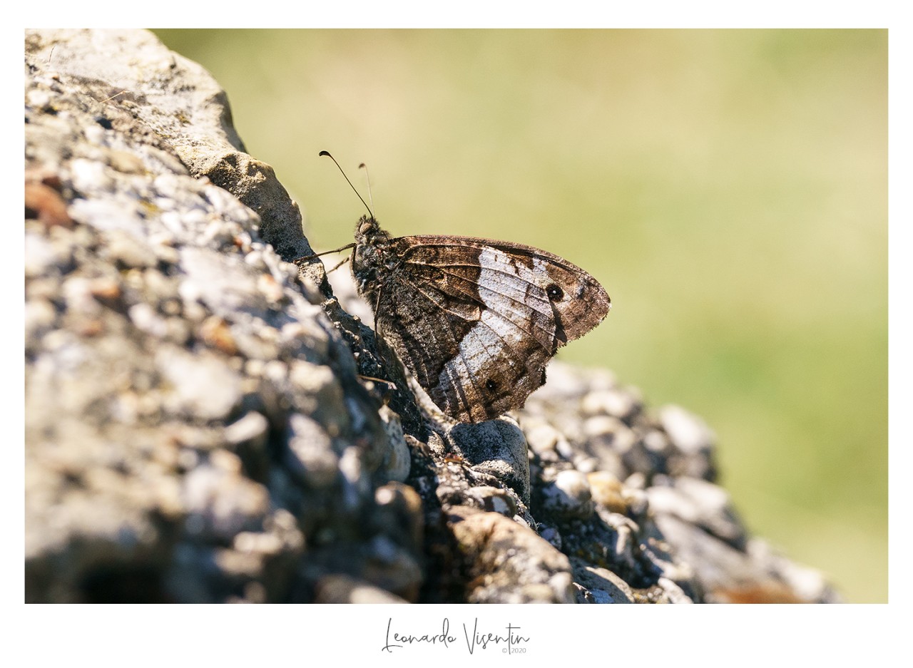 Hipparchia fagi/hermione