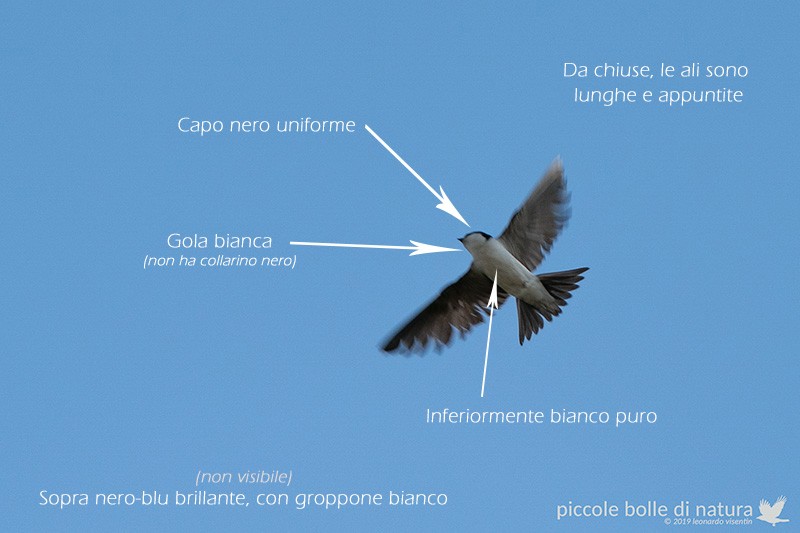 Balestruccio