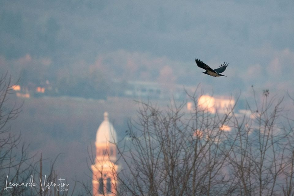 Cornacchia grigia