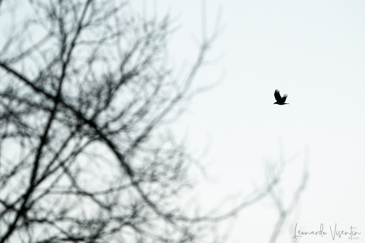 Cornacchia grigia