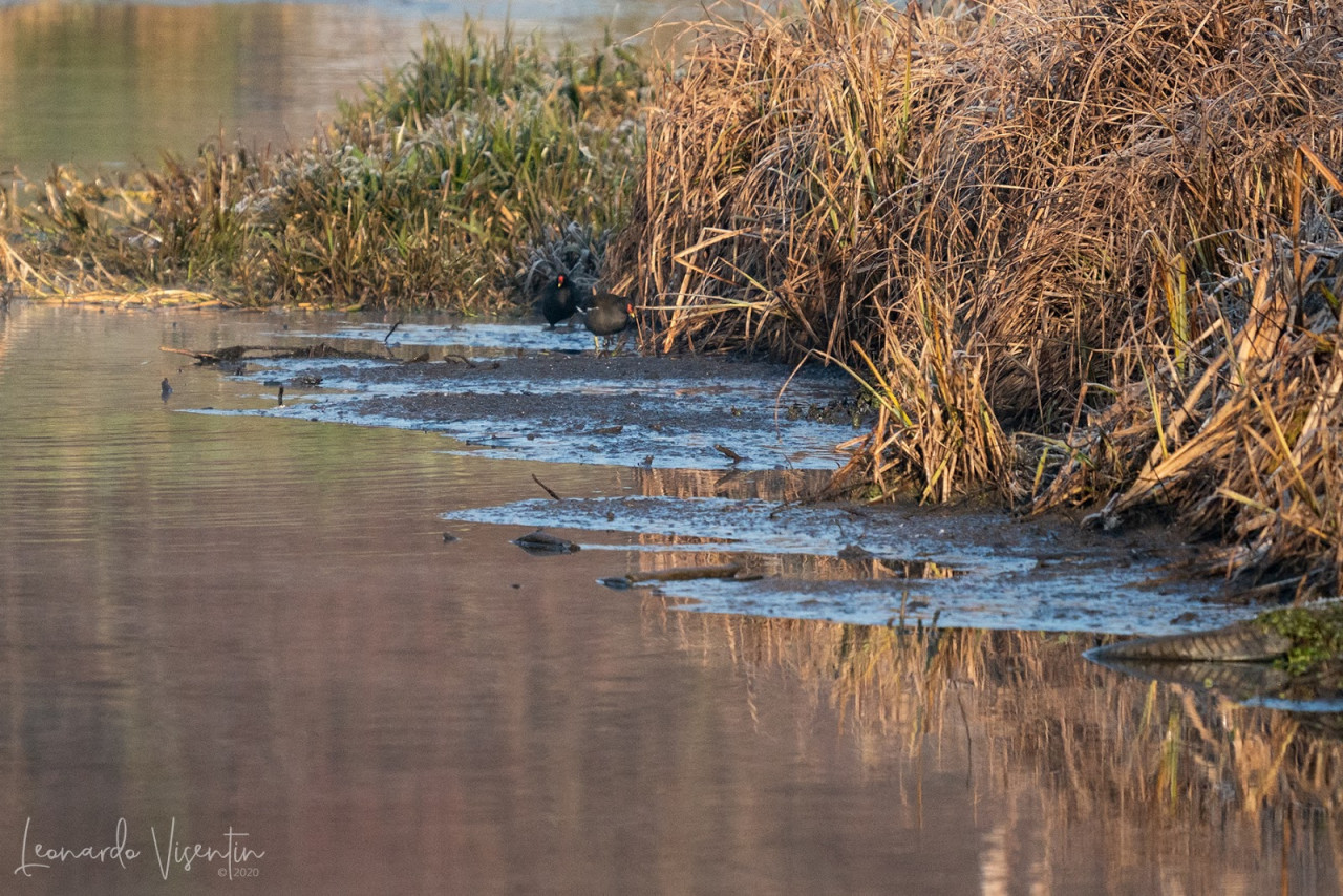 Gallinelle d'acqua