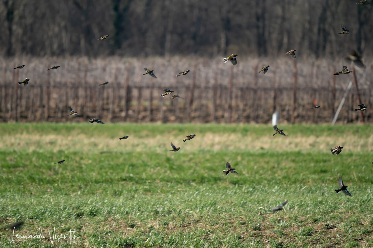 Stormo in volo