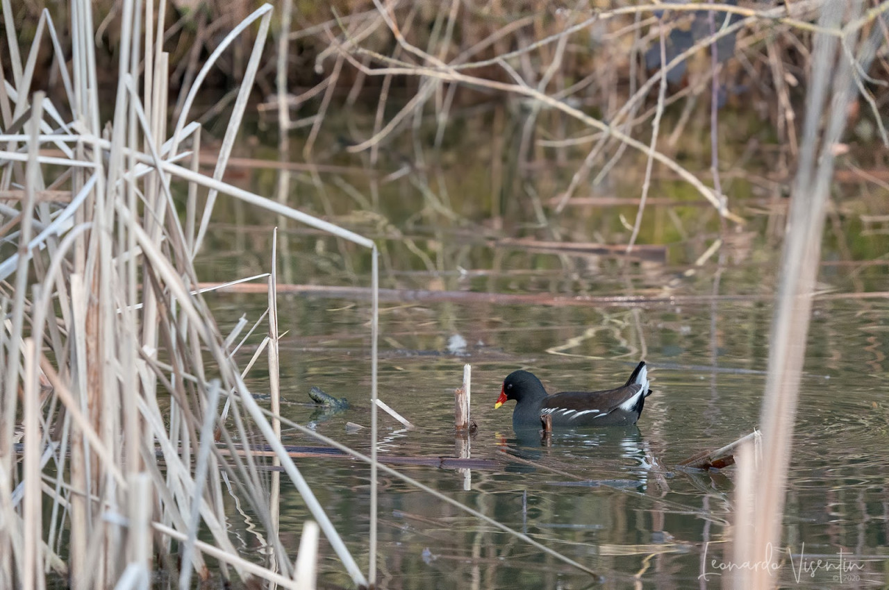 Gallinella d'acqua