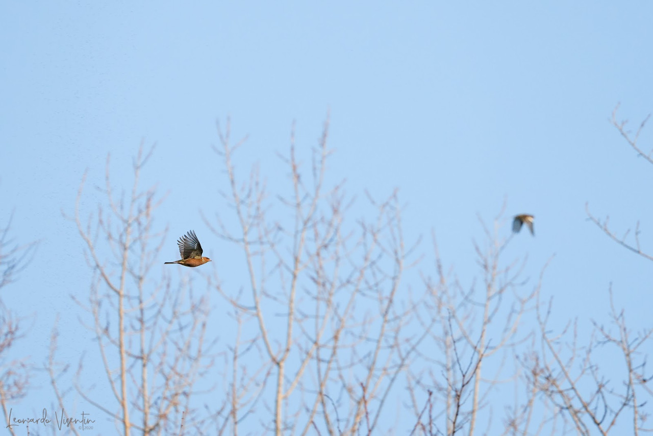 Fringuelli in volo