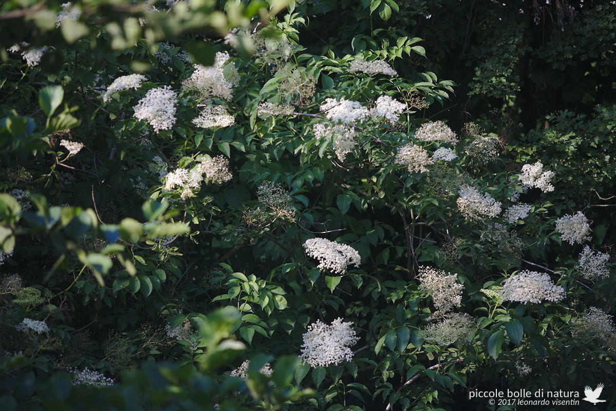Flora nel parco