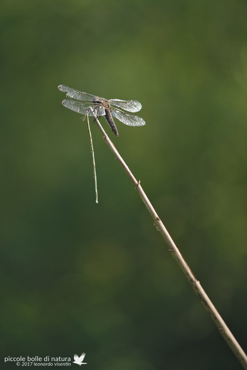 Libellula su stelo