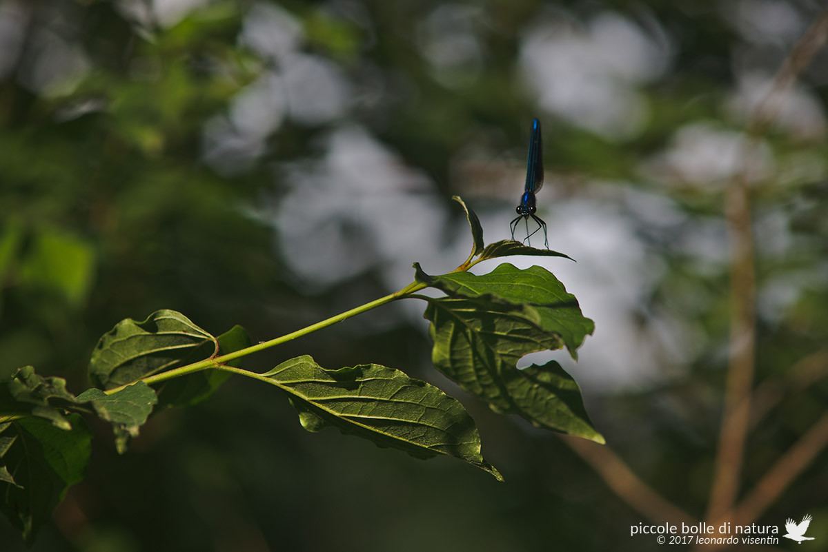 Calopteryx virgo