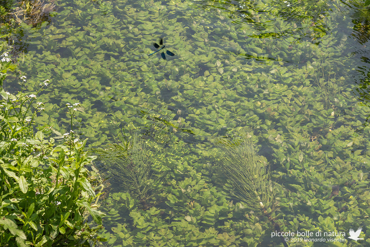 Calopteryx