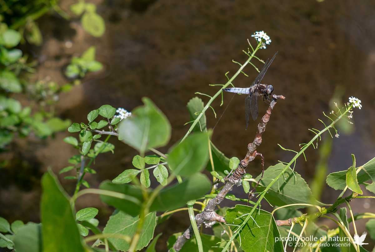 Libellula