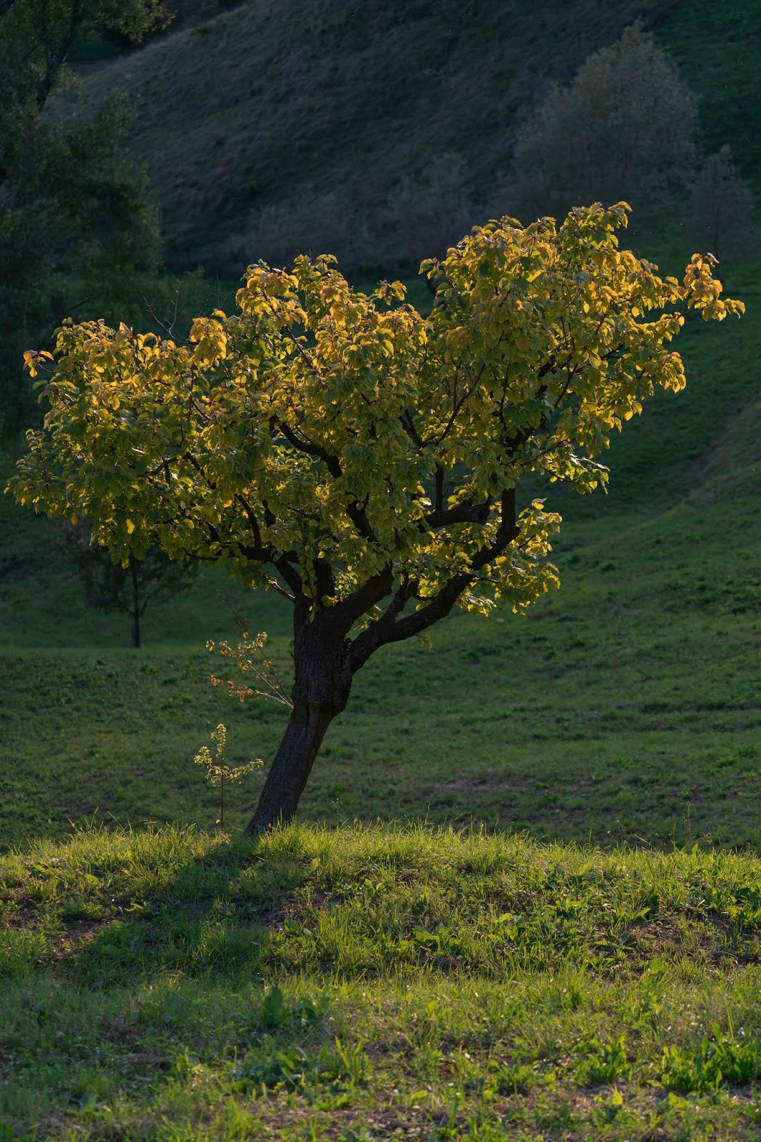 Albero al tramonto