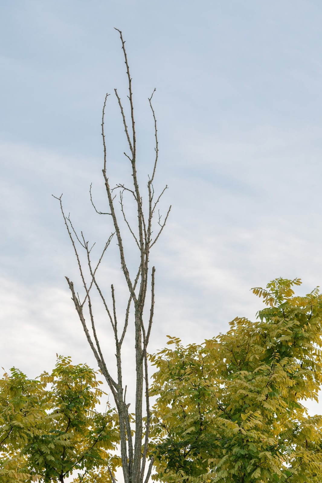 Albero rinsecchito