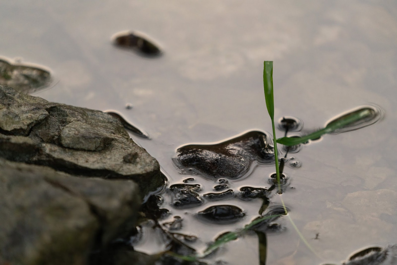 Filo d'erba sull'acqua