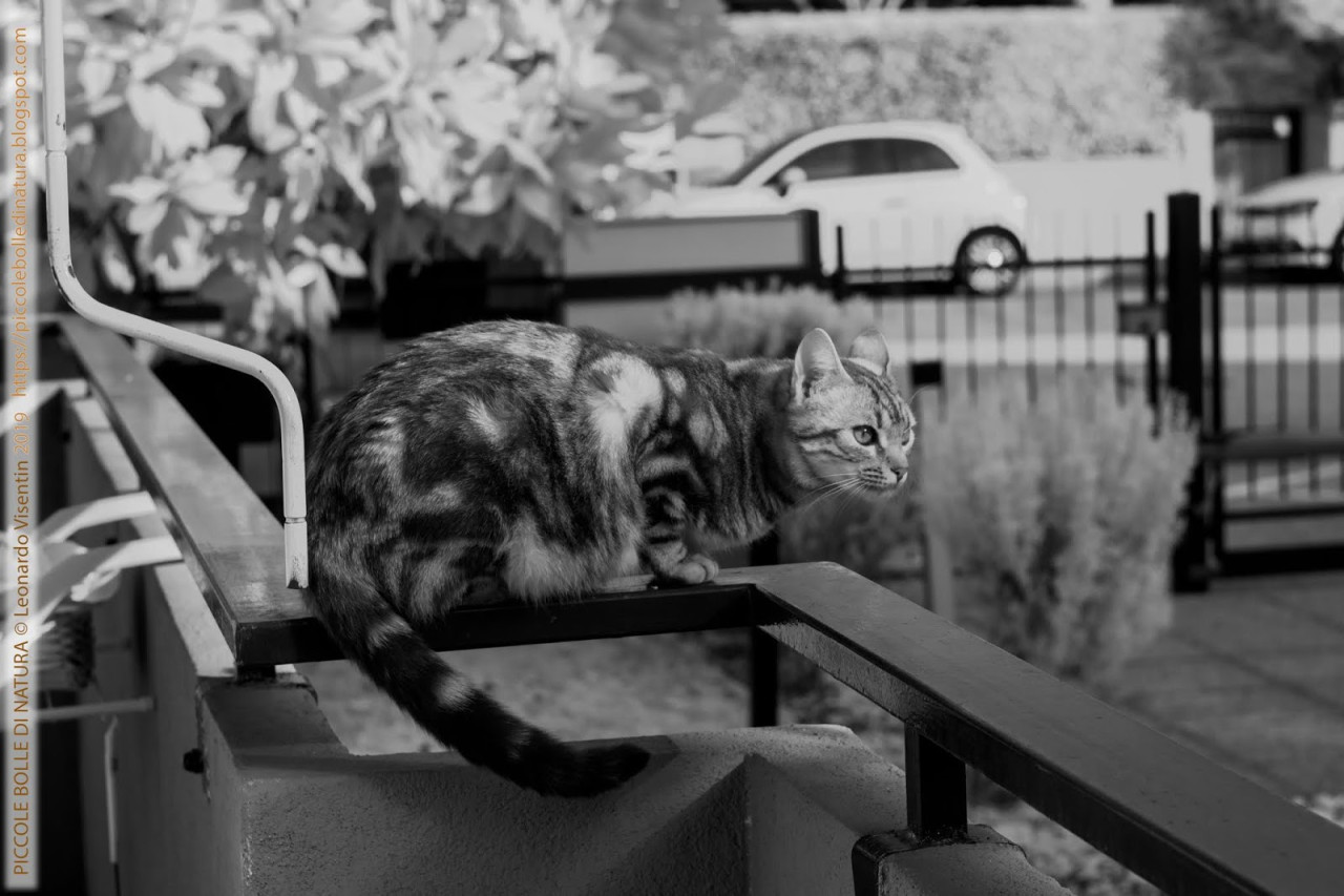 Gatto all'infrarosso