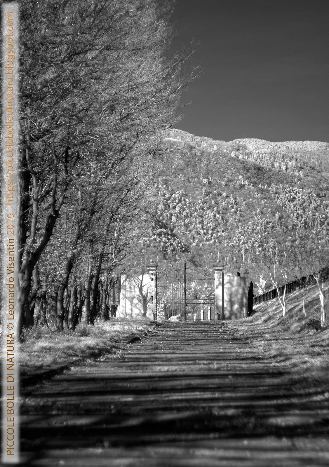 Viale alberato all'infrarosso