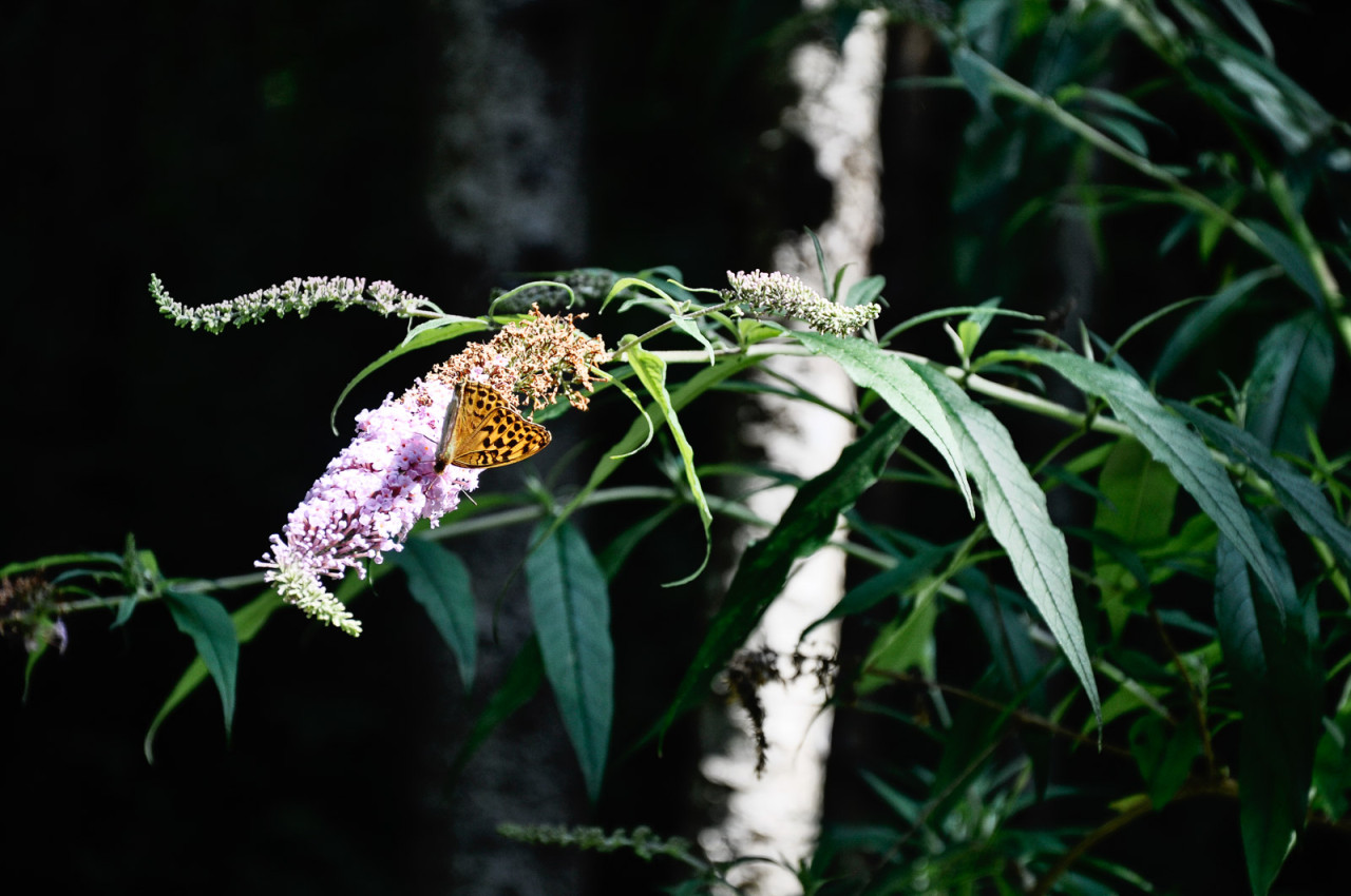 Argynnis paphia