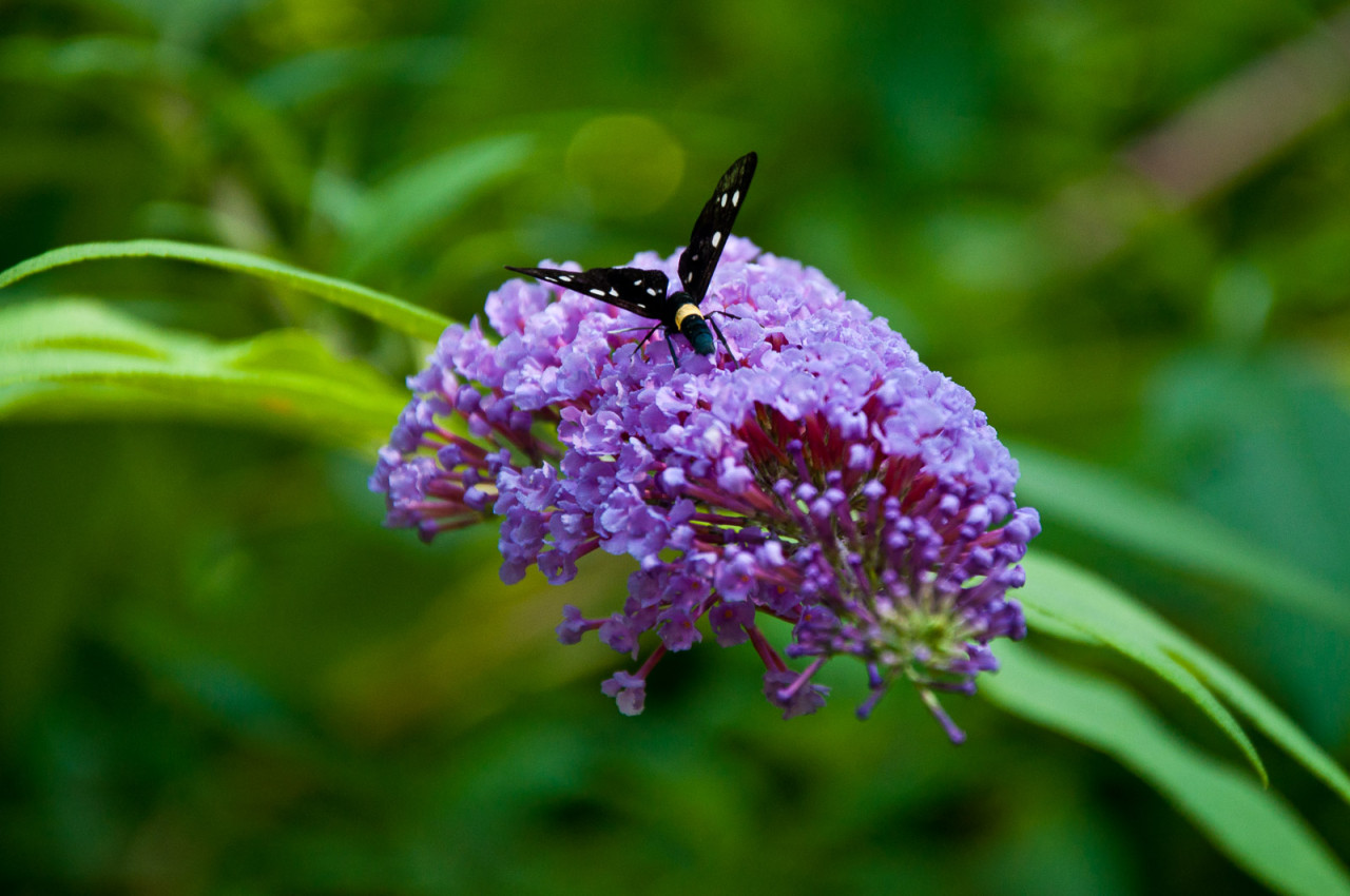 Amata phegeaArgynnis paphia