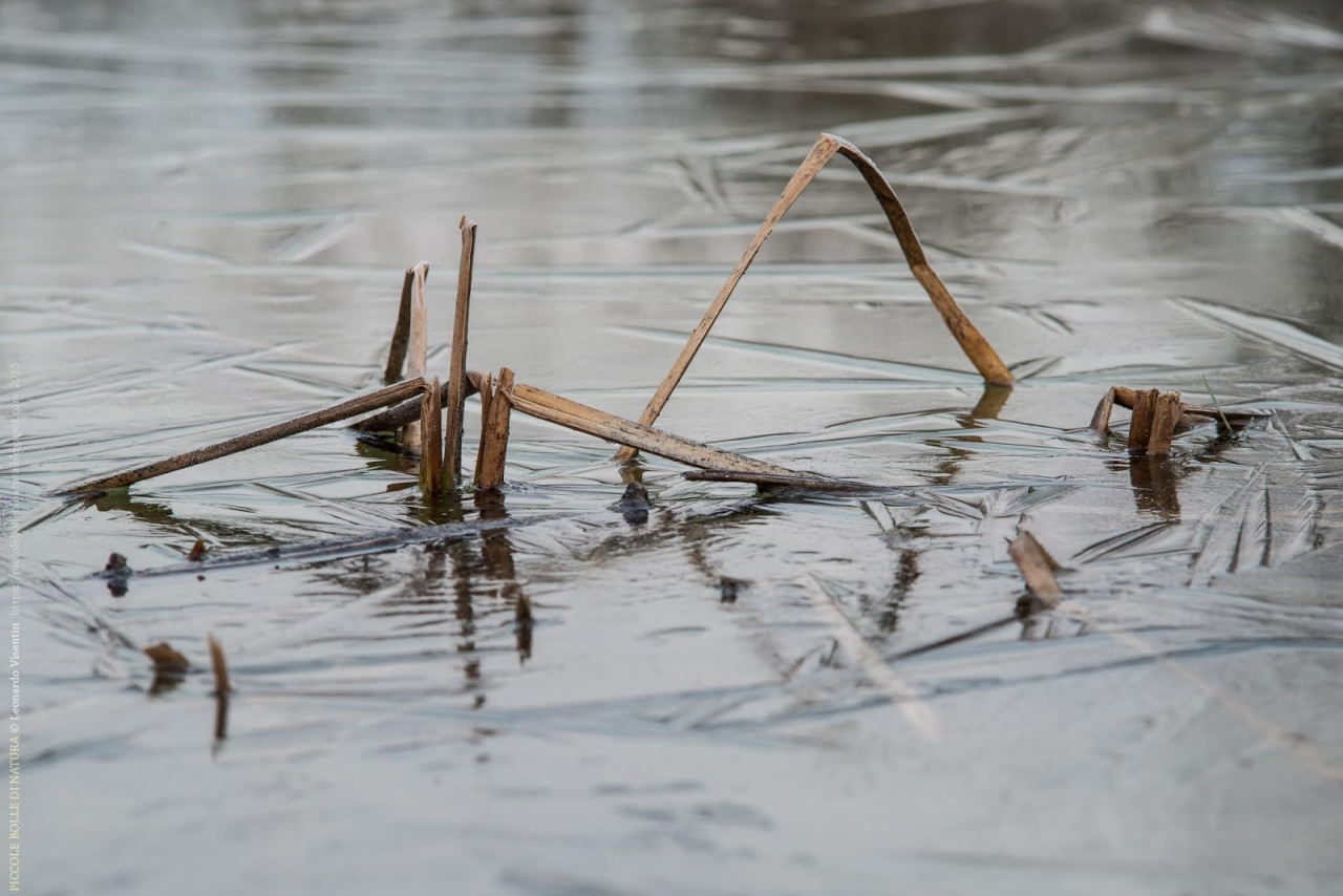Particolare di Typha nel ghiaccio