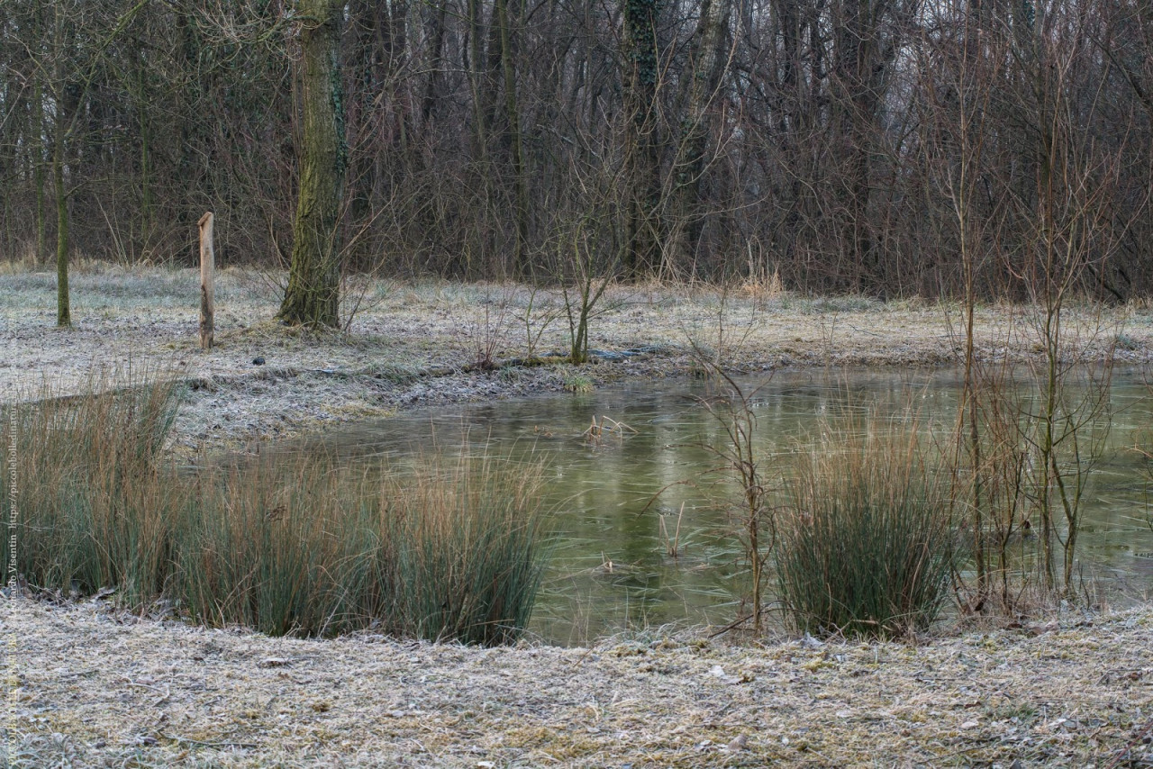 Stagno minore ghiacciato