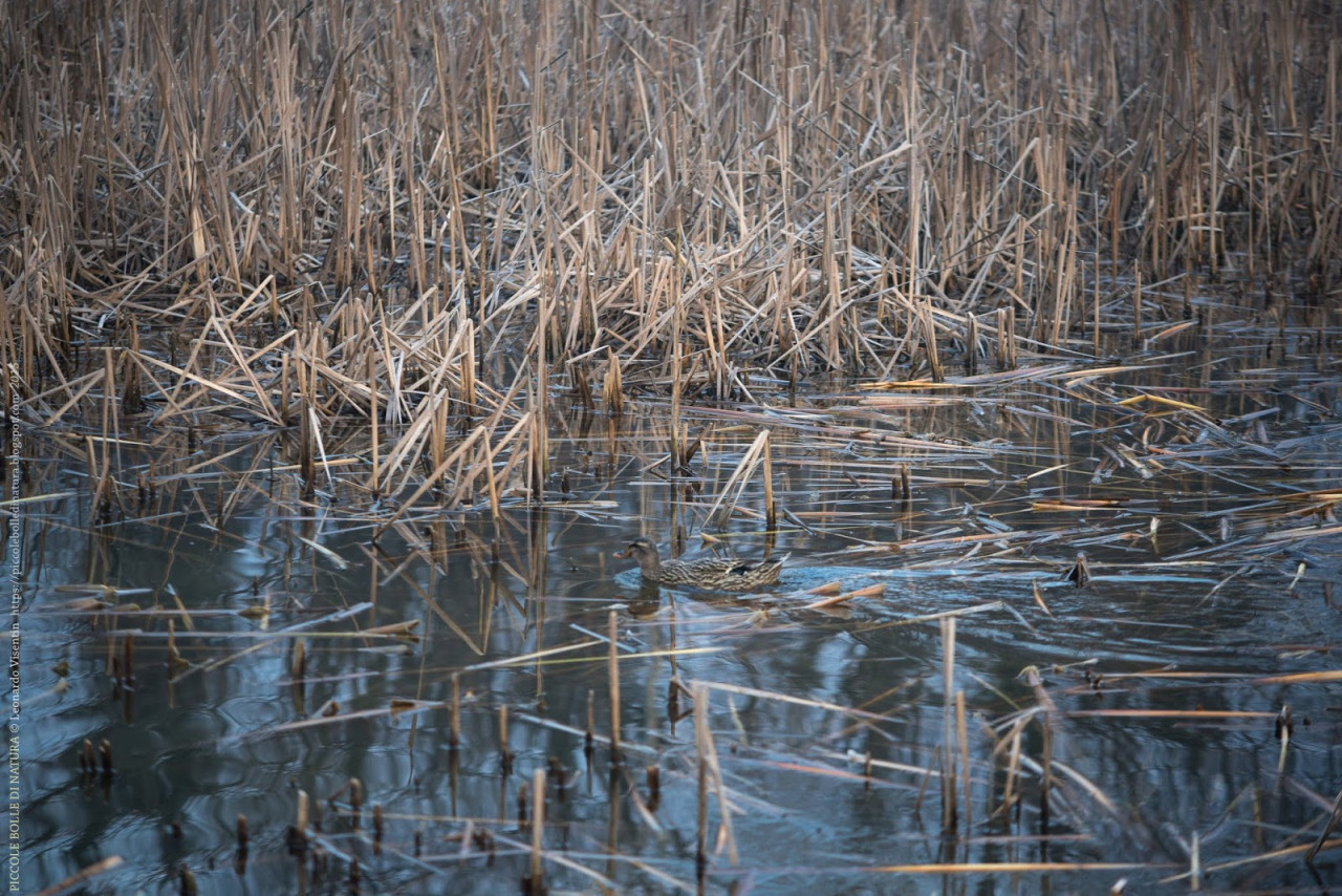 Typha rinsecchita