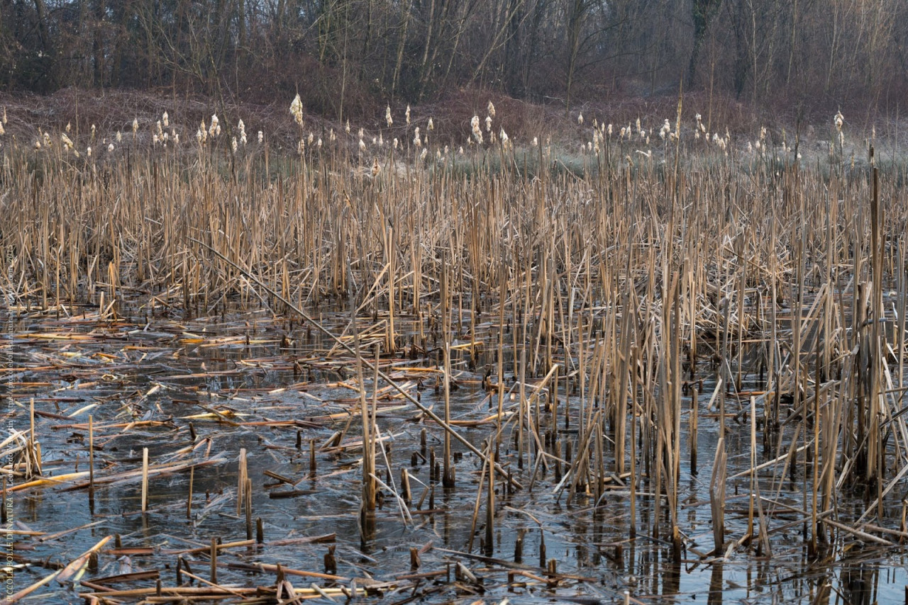 Typha con infiorescenze