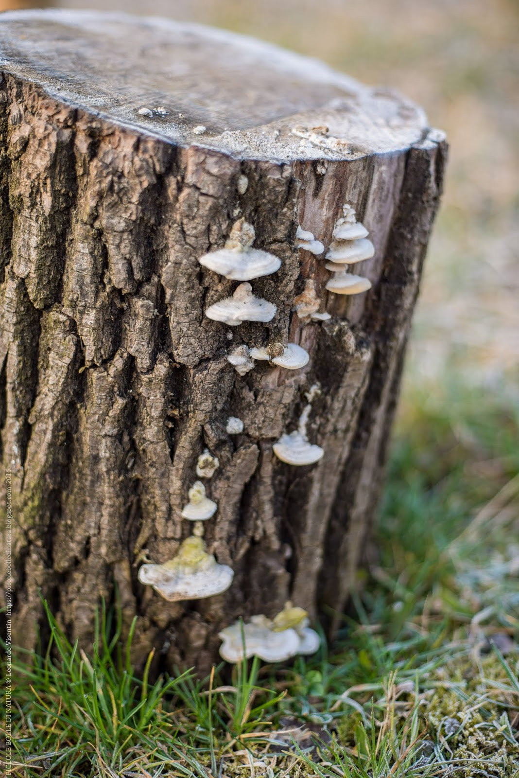 Funghi lignei
