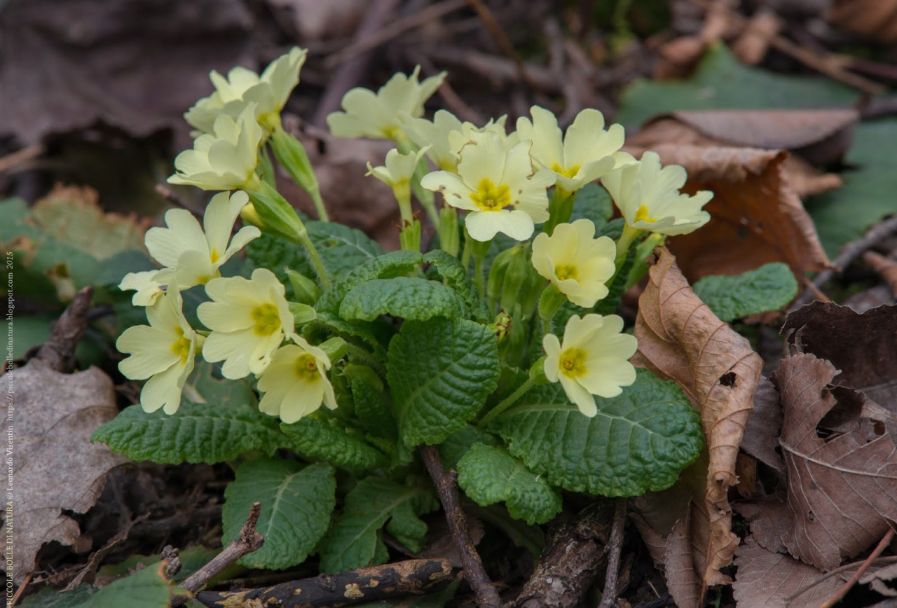 Primula vulgaris