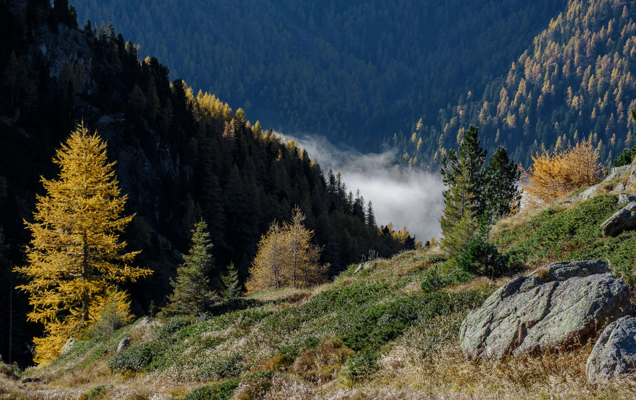 Larici in Val Calamento