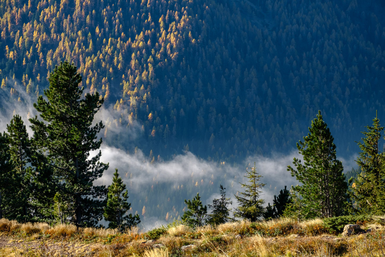 Nubi tra gli alberi