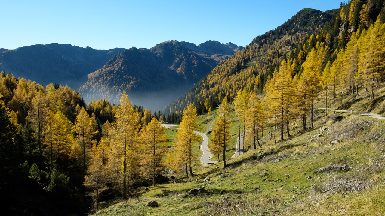 Fila di larici in Val Calamento