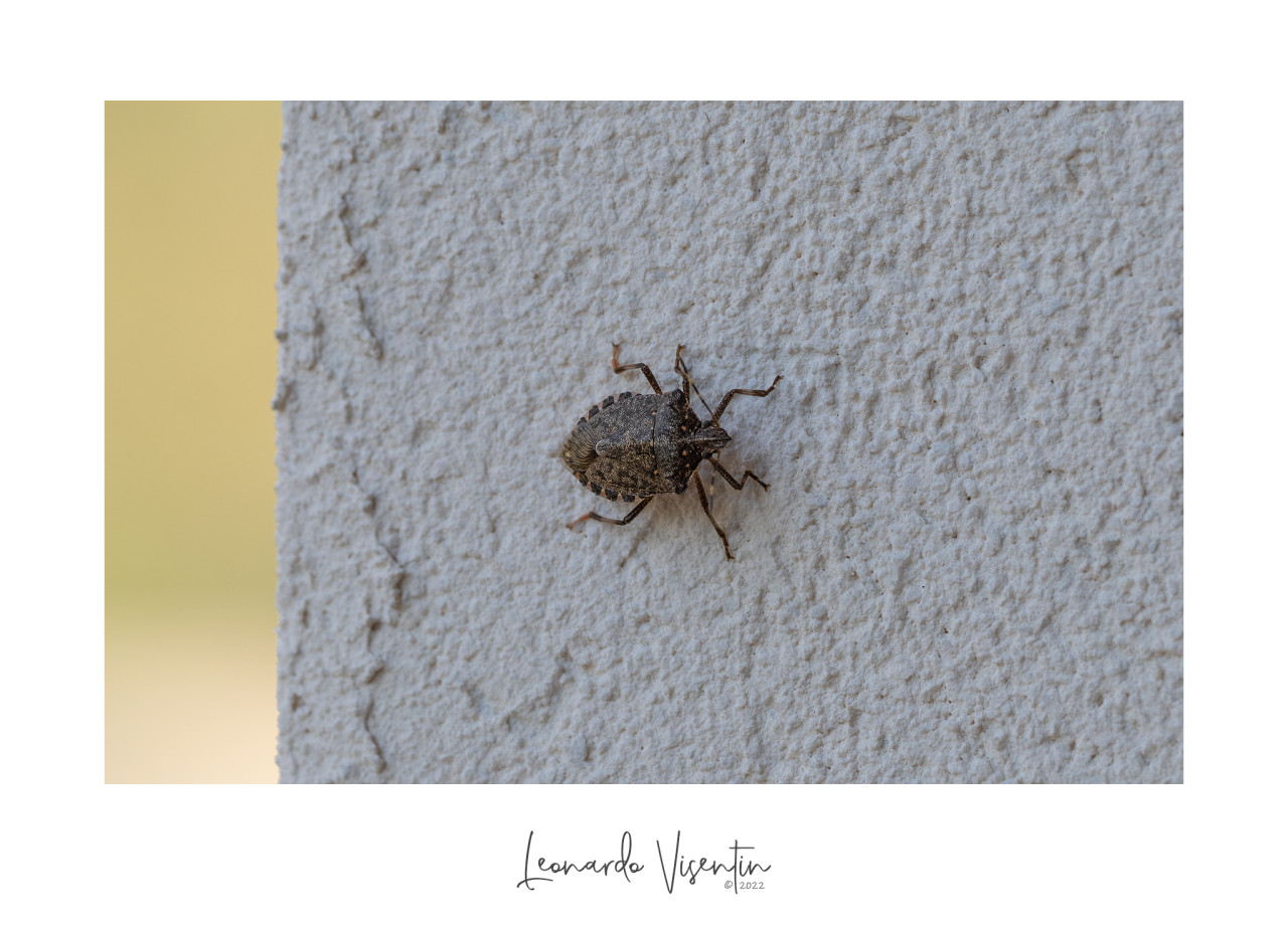 Cimice