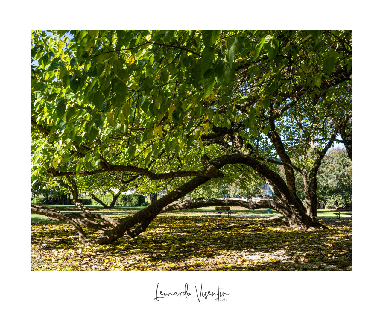 Parco Querini