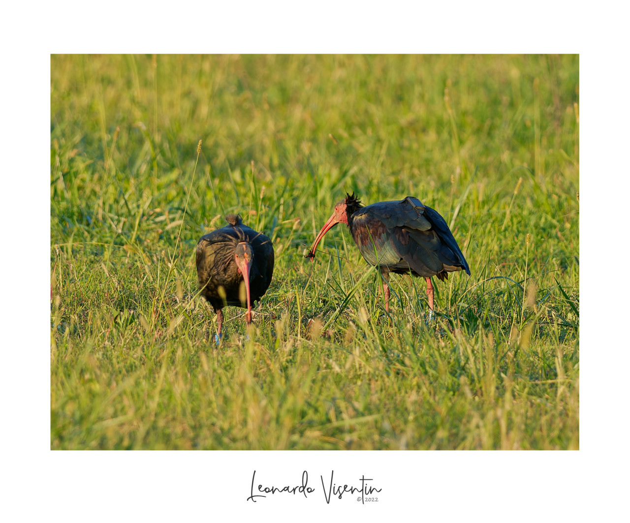 Ibis eremita