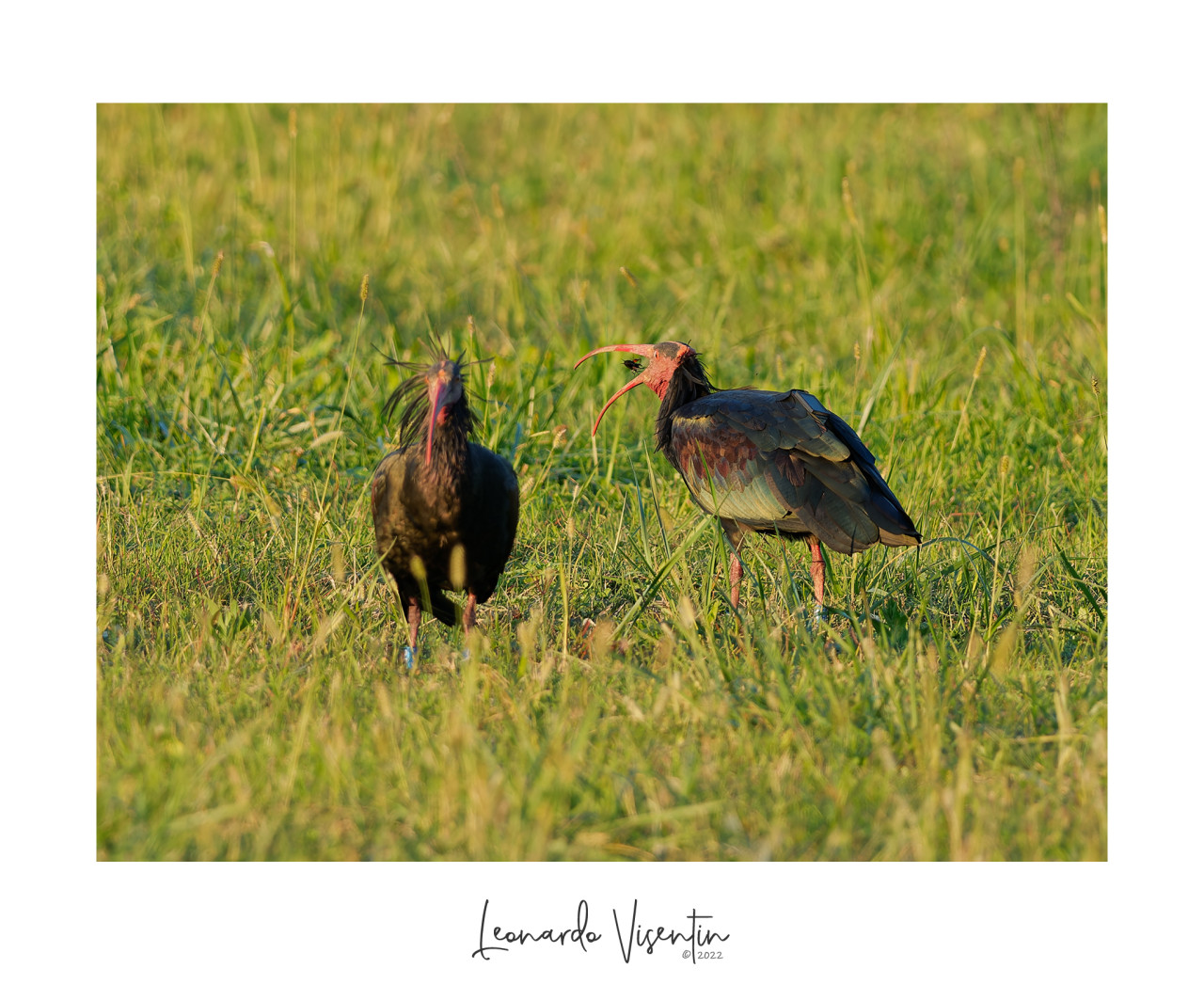 Ibis eremita