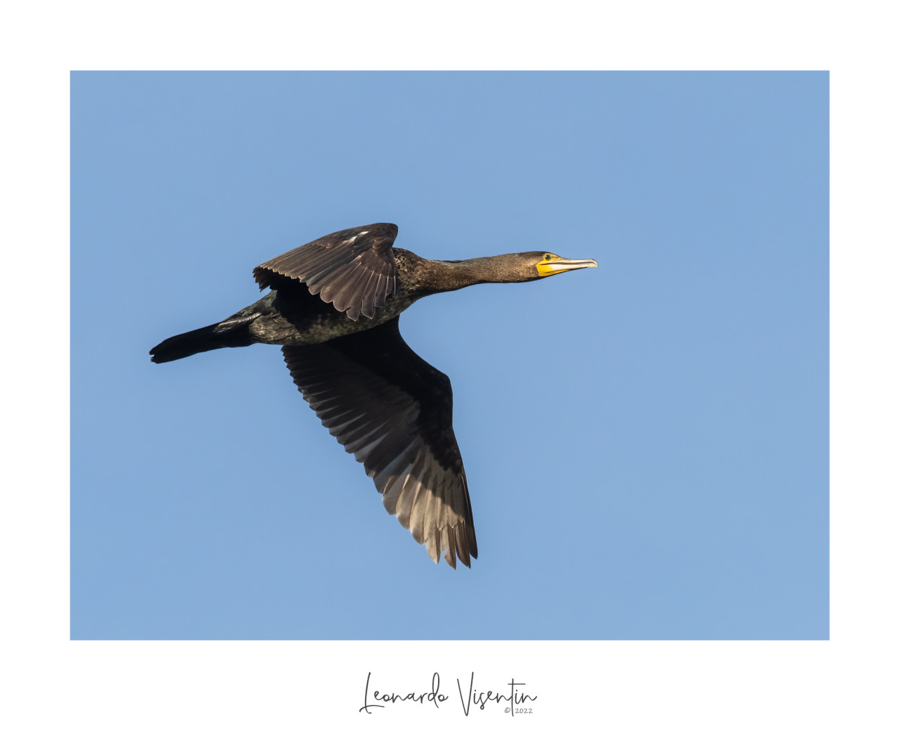 Cormorano