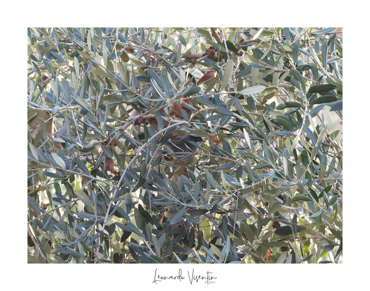 Occhiocotto maschio