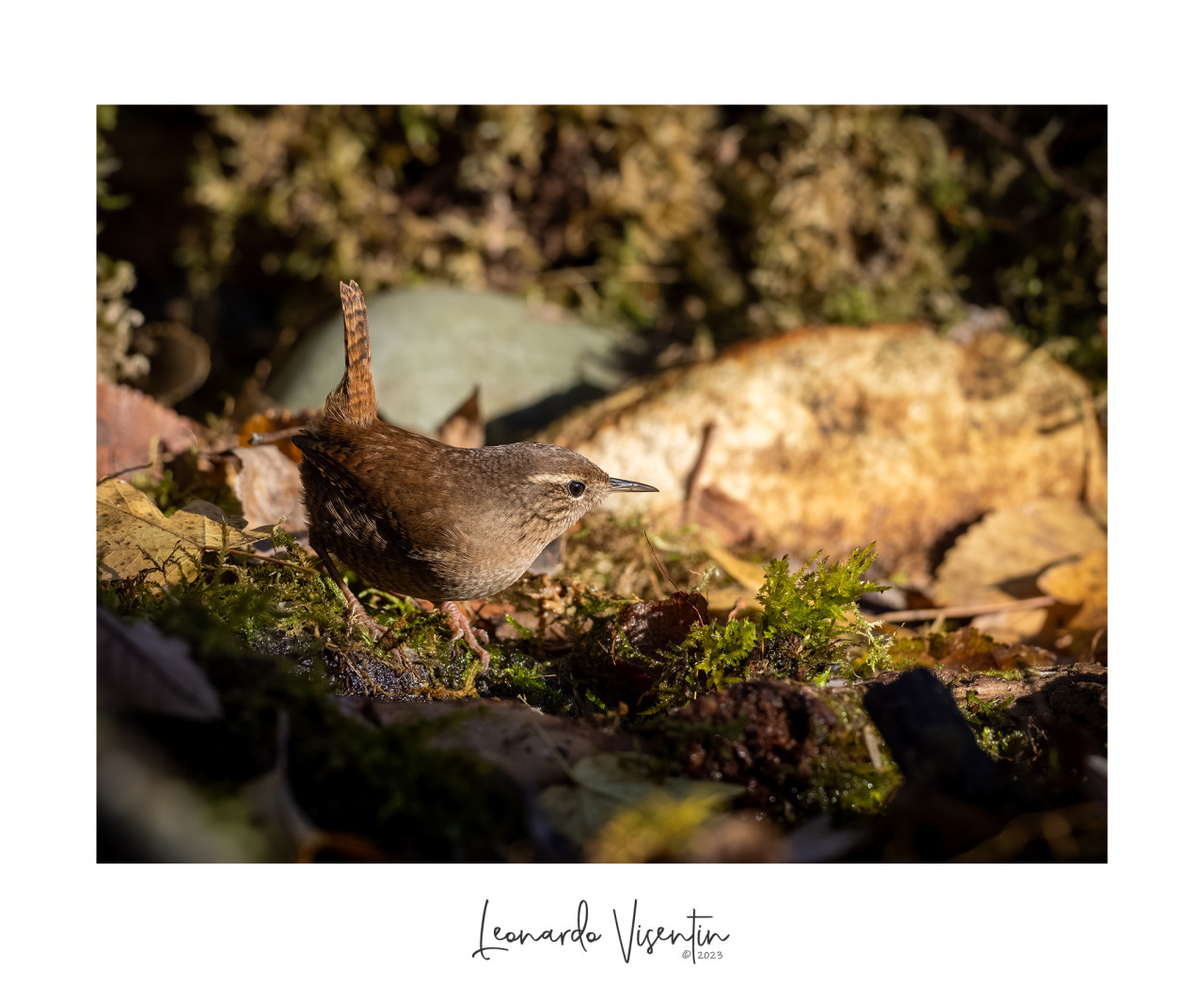 Scricciolo (Troglodytes troglodytes)