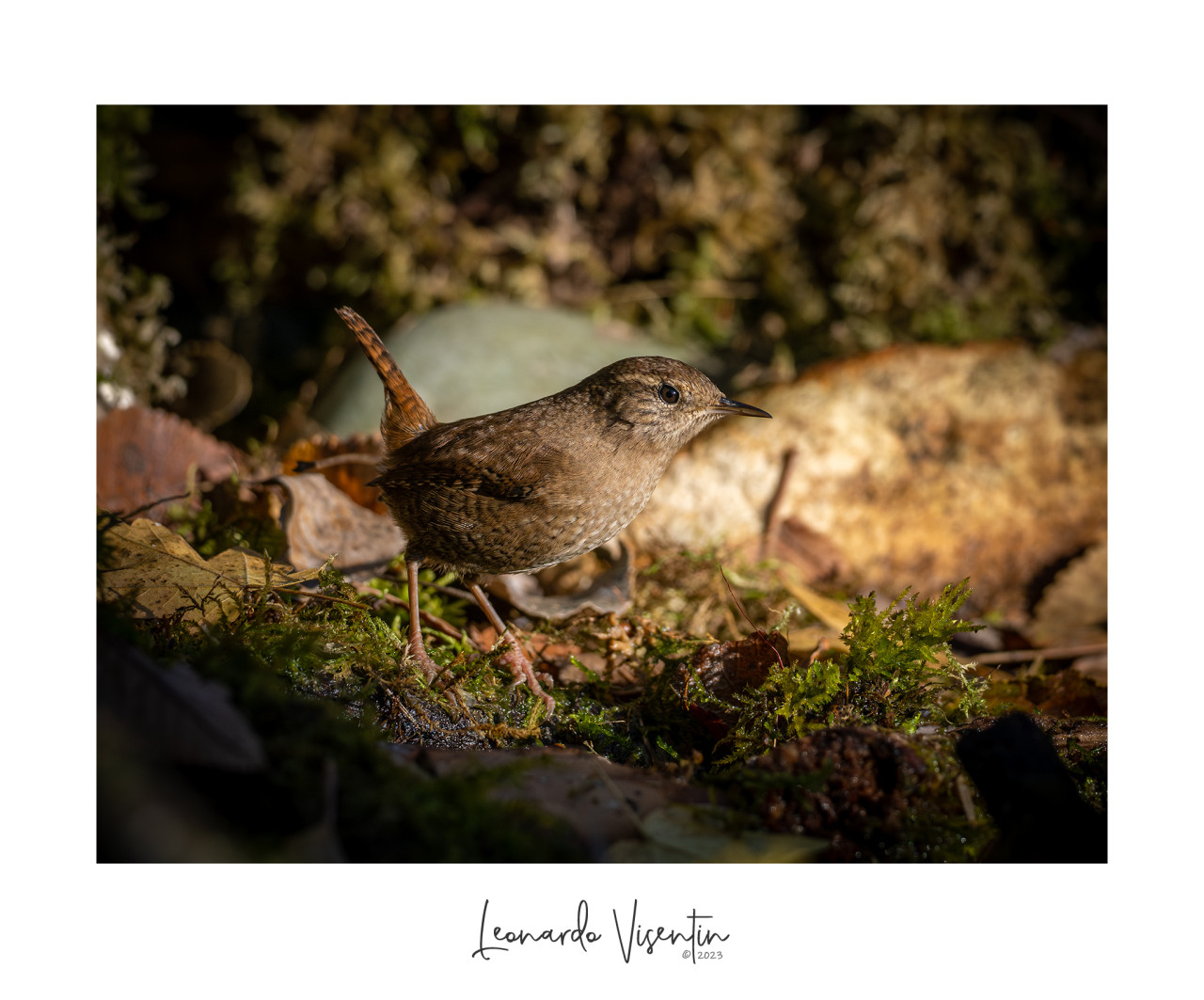 Scricciolo (Troglodytes troglodytes)