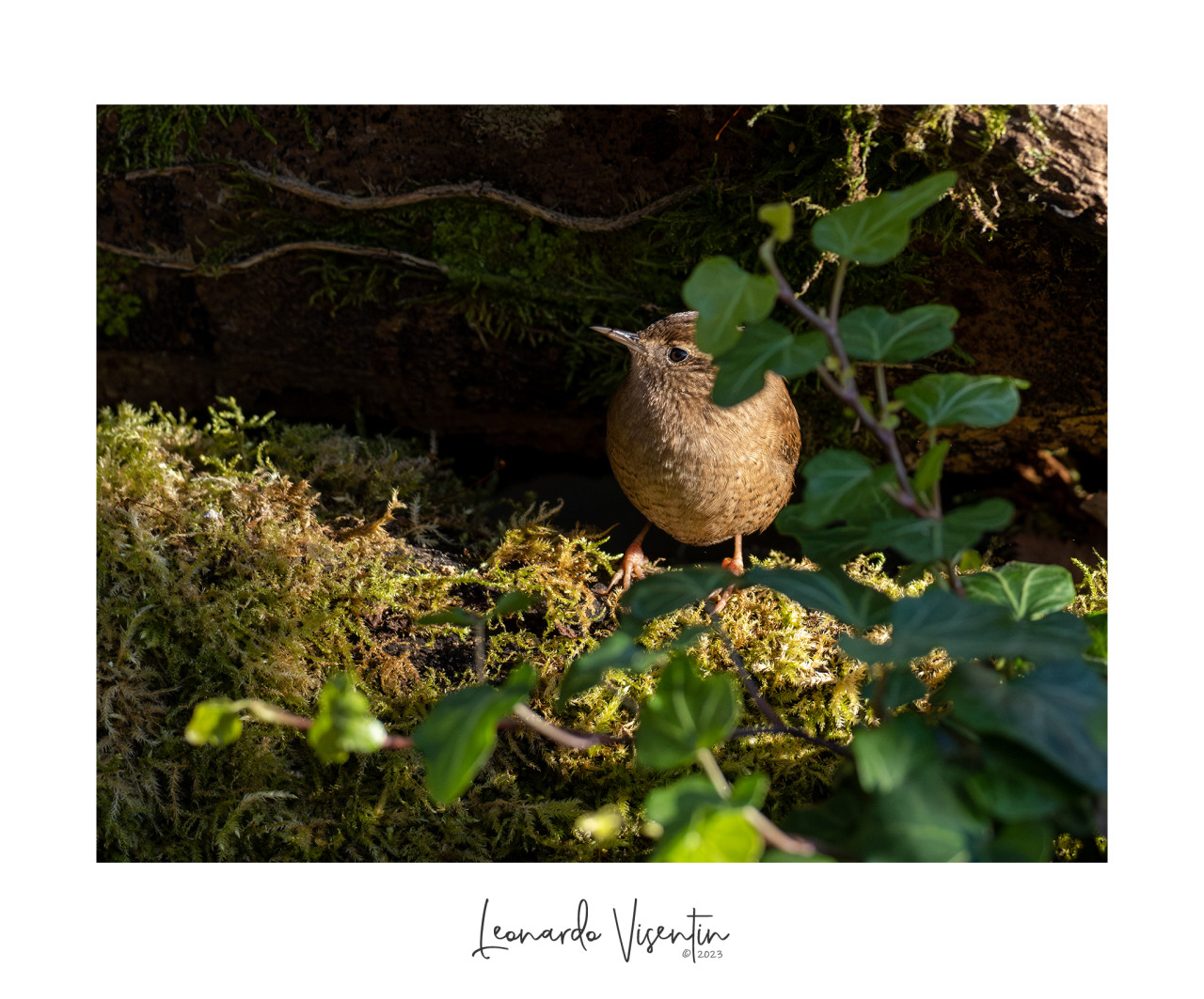 Scricciolo (Troglodytes troglodytes)