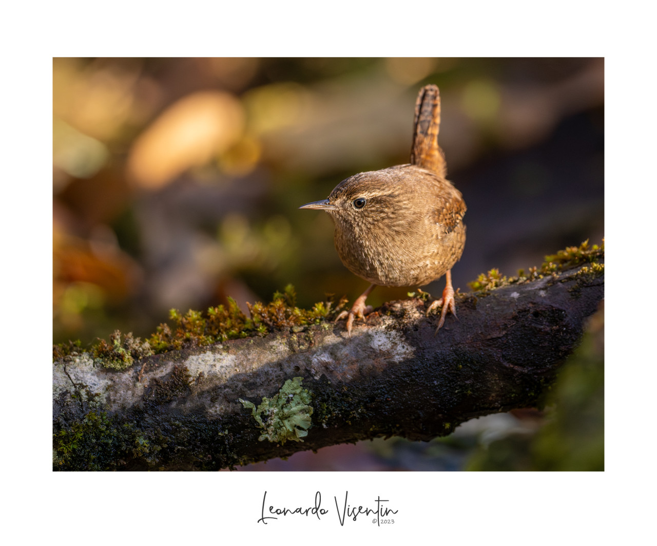 Scricciolo (Troglodytes troglodytes)