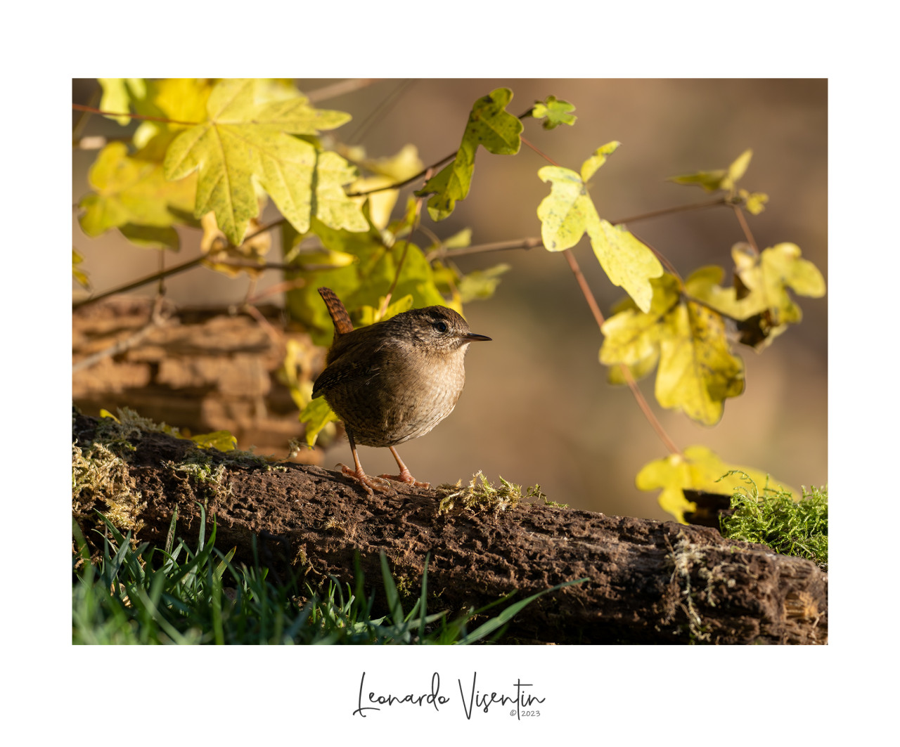 Scricciolo (Troglodytes troglodytes)
