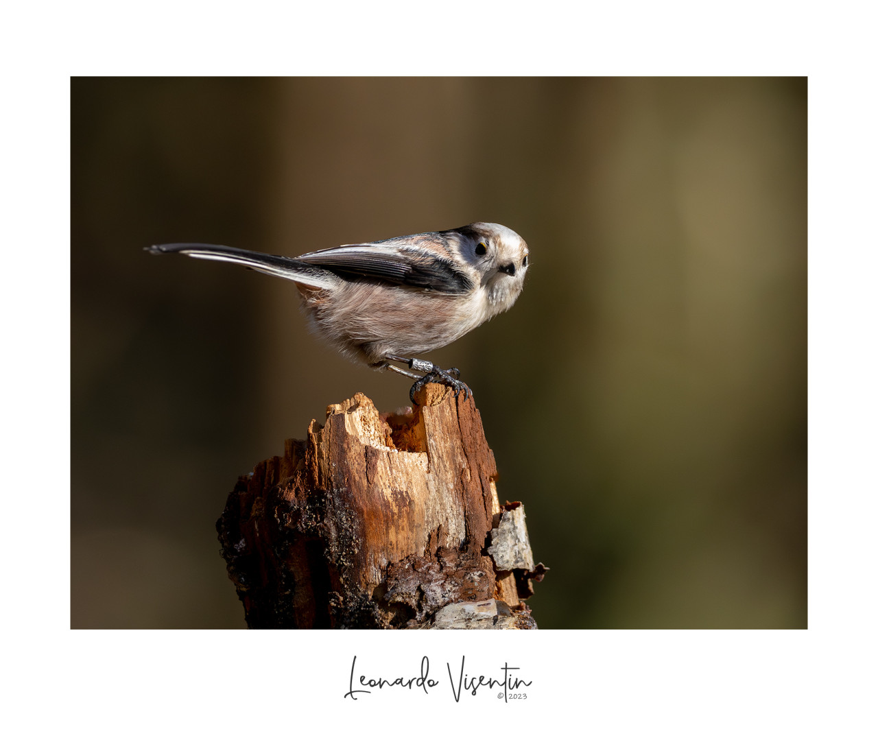 Codibugnolo (Aegithalos caudatus)