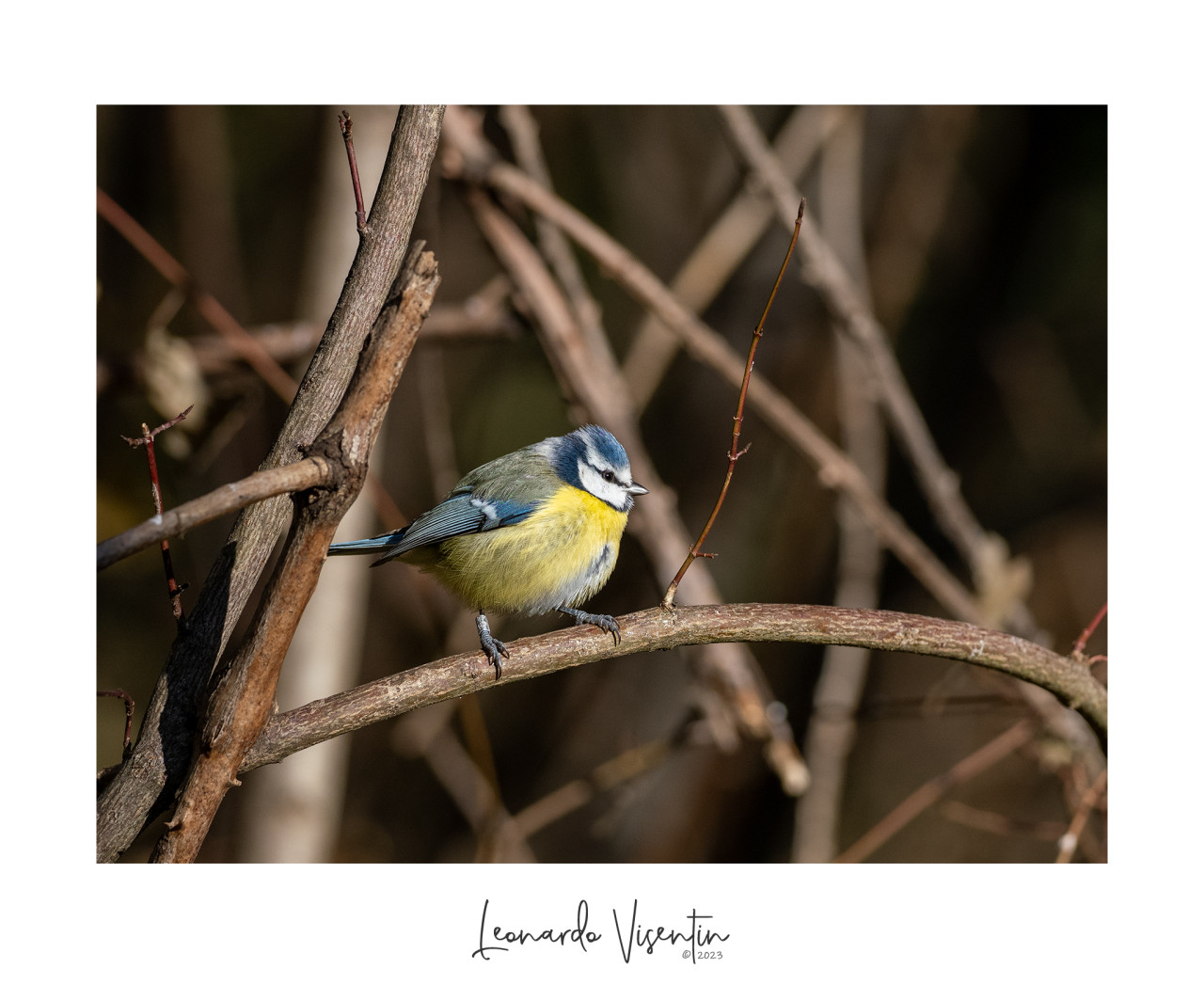 Cinciarella (Cyanistes caeruleus)