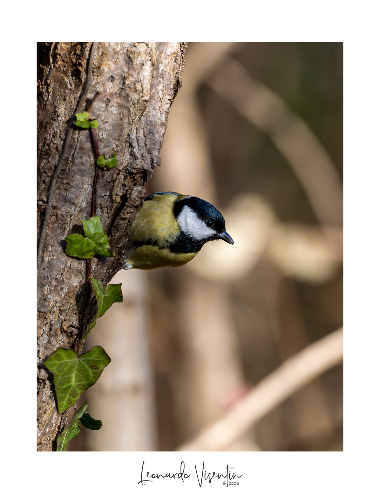 Cinciallegra (Parus major)