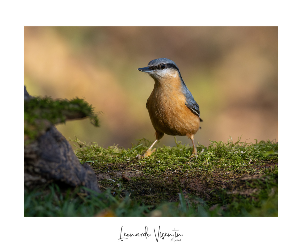 Picchio muratore (Sitta europaea)