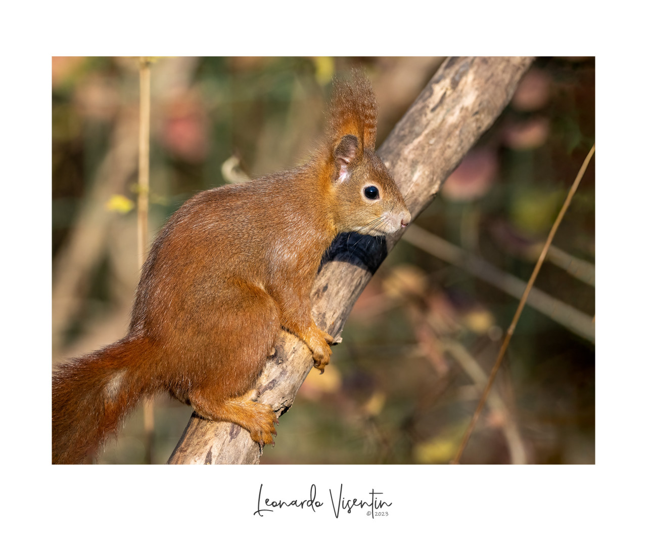 Scoiattolo europeo (Sciurus vulgaris)