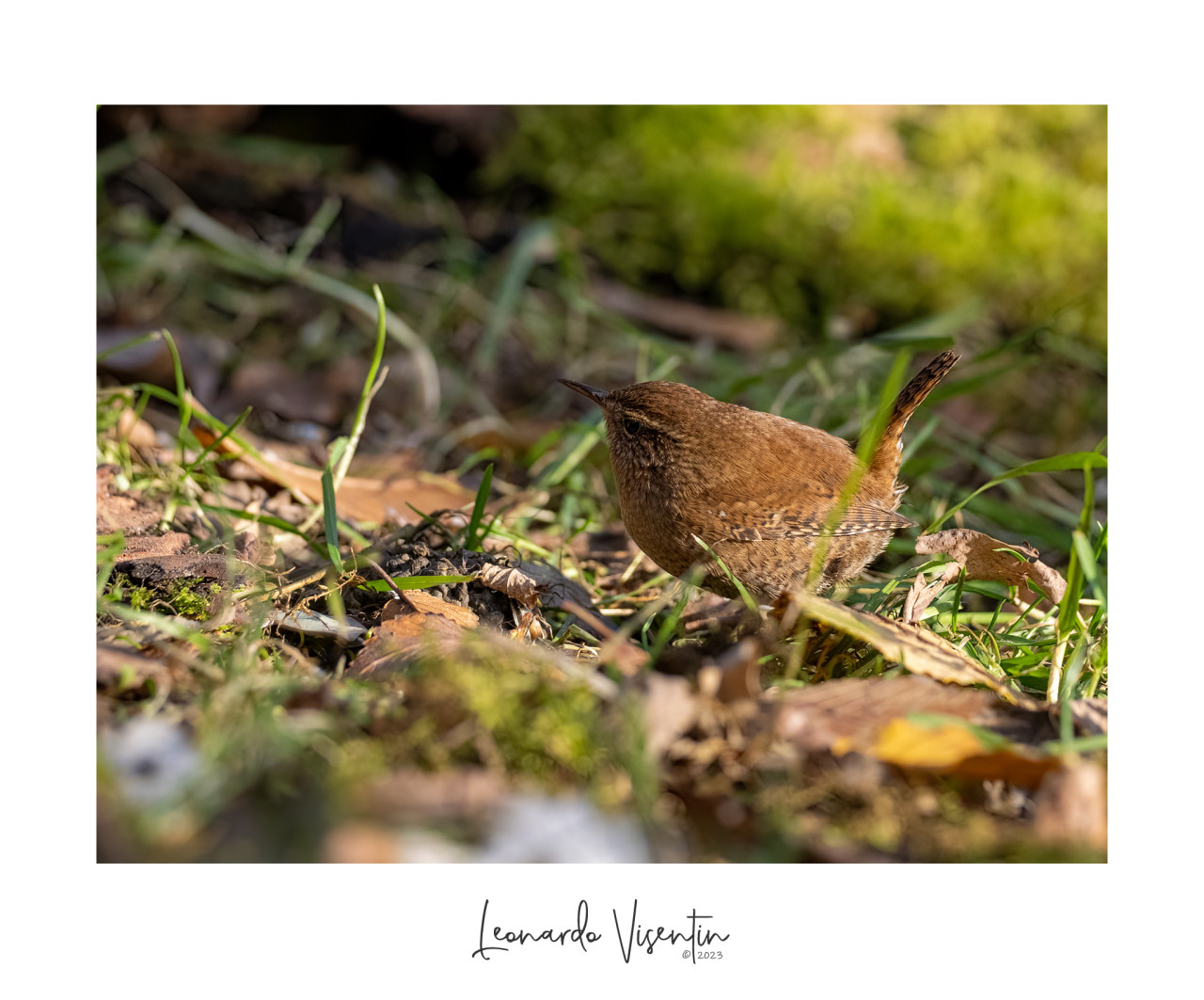 Scricciolo (Troglodytes troglodytes)