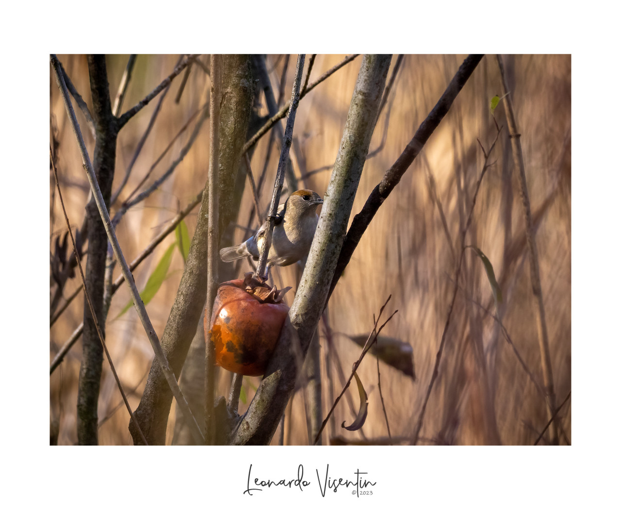 Femmina di Capinera (Sylvia atricapilla)